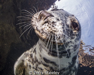 Curious Atlantic Grey Seal poses for the camera. by Terry Steeley 
